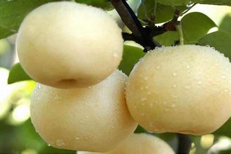 皇冠梨鸡爪多周年怎么施肥,每棵100多点斤梨今年