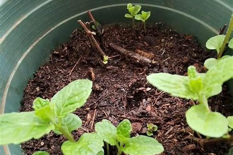 薄荷施什么肥薄荷怎么施肥