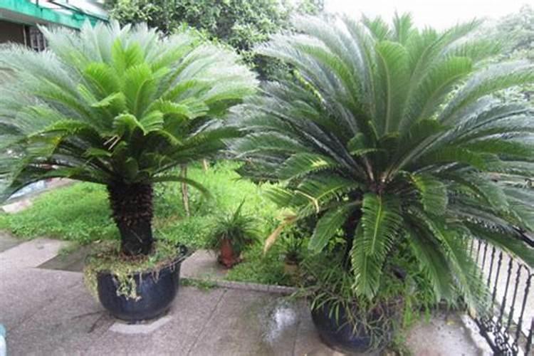 种向日葵一亩地纯收入