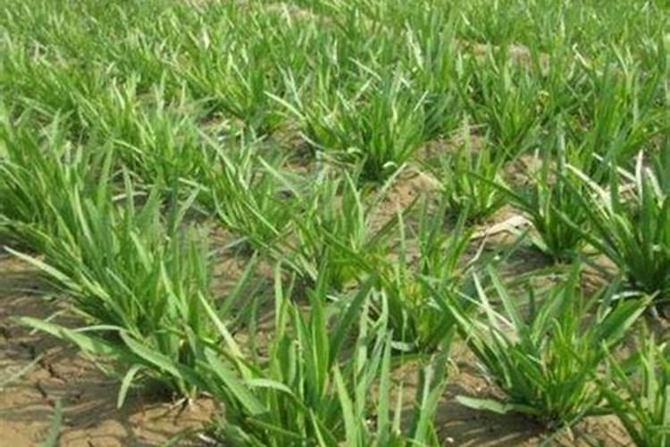 玉米在种植时需冲施钾肥吗？