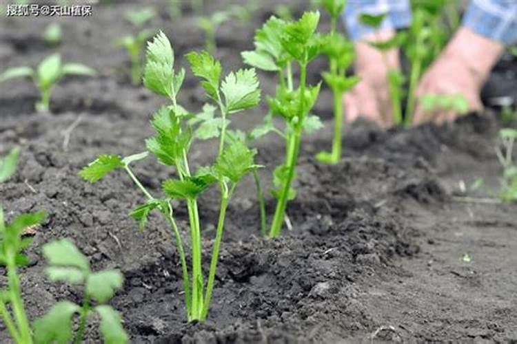 大棚芹菜如何施肥？