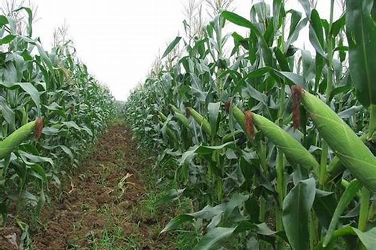 钙镁硼锌可以给文竹用吗