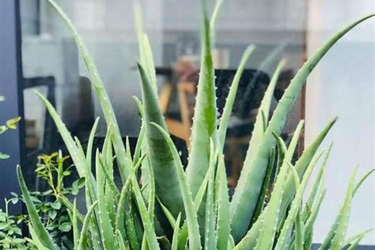 换1721岁新鲜血液是谁说的