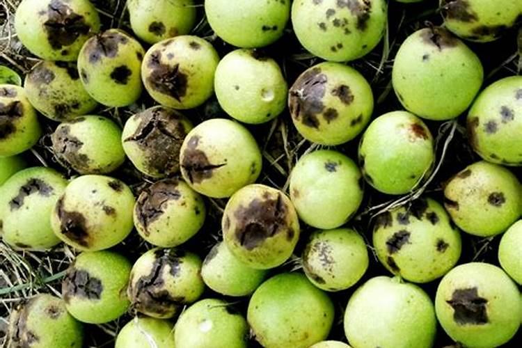 茶树油渣能放玉米地做肥料吗？