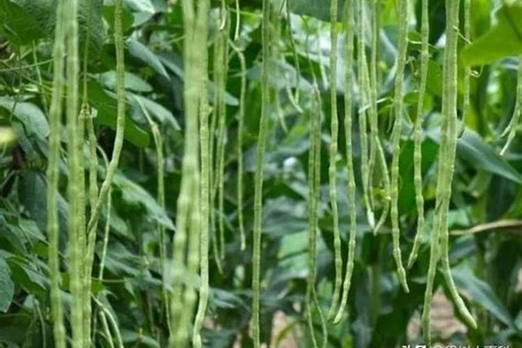 秋豇豆打弯是什么原因