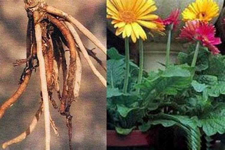 荔枝冬梢怎么处理