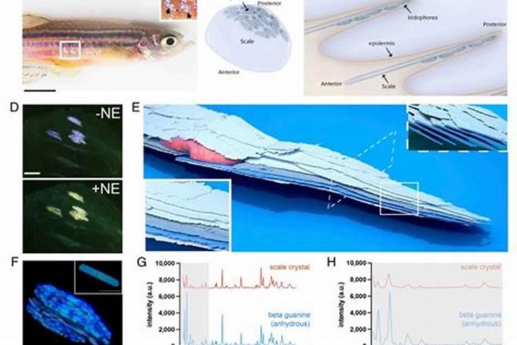 鱼眼珠子的白球球能吃吗？为什么这么硬呢？