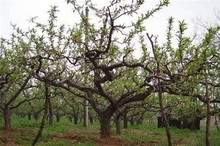 麦德龙有哪些牌子牛奶