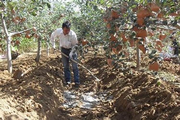 树种多久开始施肥 树木多长时间需要施肥