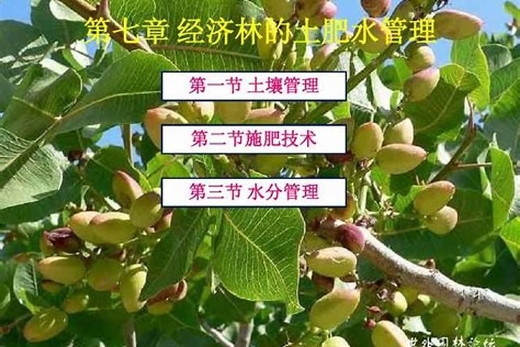 桃树的施肥技术桃树施肥技术要点