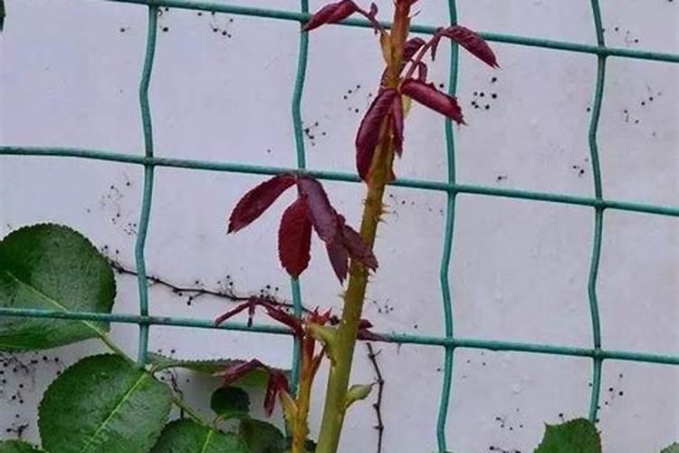 梨树挂果后怎么修剪