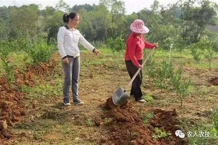 一百斤水三两水溶肥加三两尿素会不会烧根？