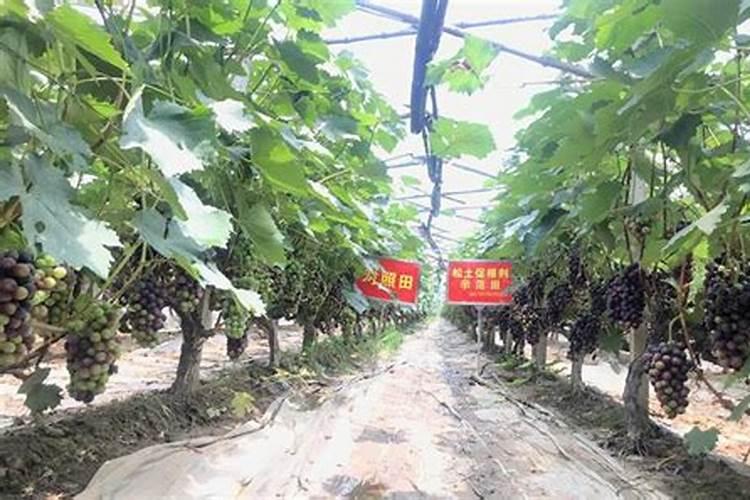 在花生后期,喷施磷酸二氢钾为什么能增产？还有哪些需要注意的地方？