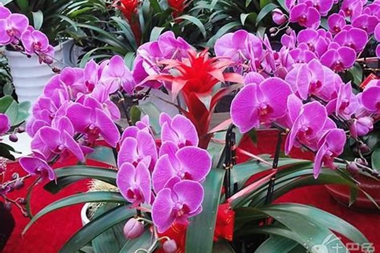 茶枯有哪些用处？