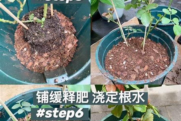 如何给月季花施肥