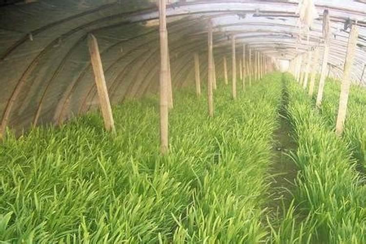 水稻高产栽培技术要点