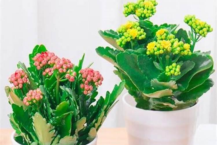 黄豆泡水发酵做养花营养液可以吗？？请教养花高手