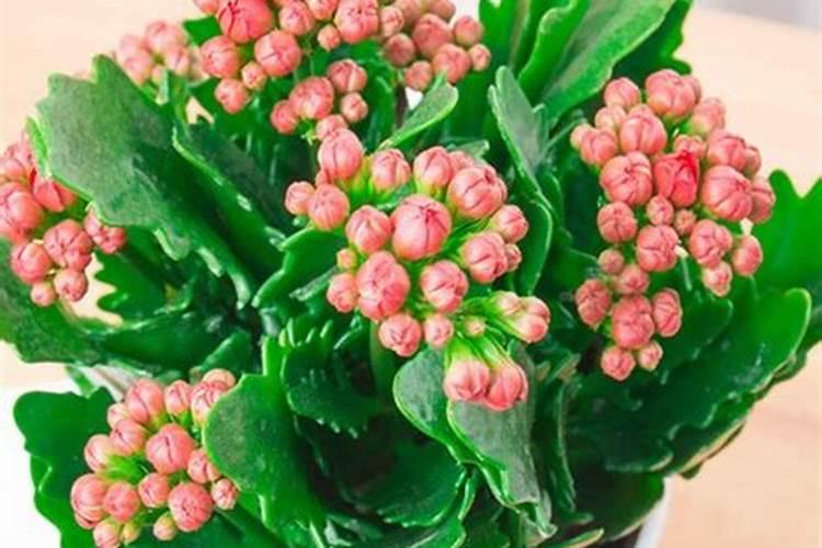 煮熟的豆子能做花肥吗 煮熟的豆子还能做肥料吗