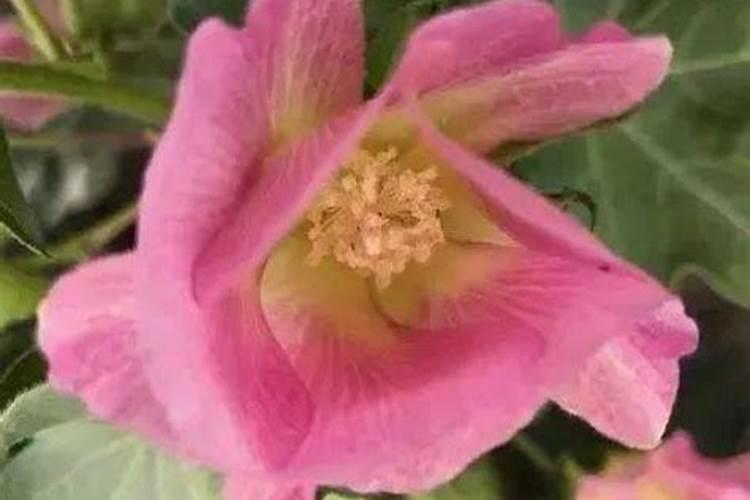 0.01%芸苔素的使用倍数