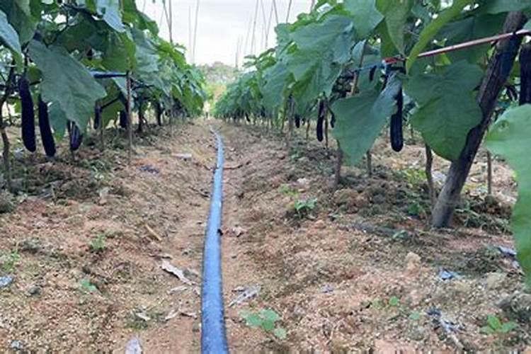 水产用矿源黄腐酸钾的作用及功能