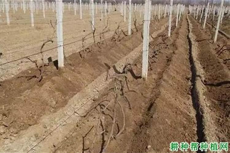 水稻一亩需要的氮磷钾