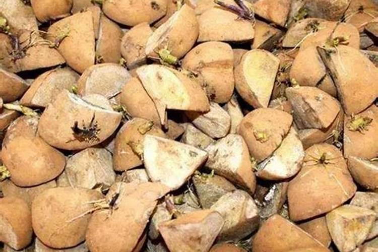 土豆的种植方法步骤