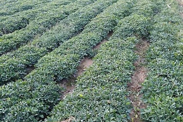 酱油可以浇哪些植物