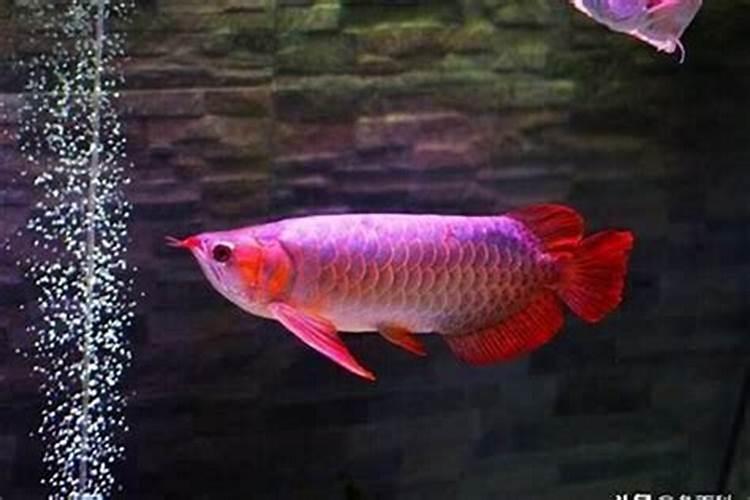 五味子育苗注意什么 五味子应该怎么种植