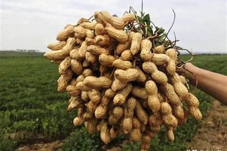 花生什么时候打芸苔素