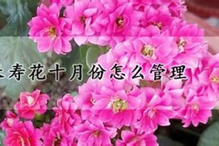 长寿花10月施什么肥