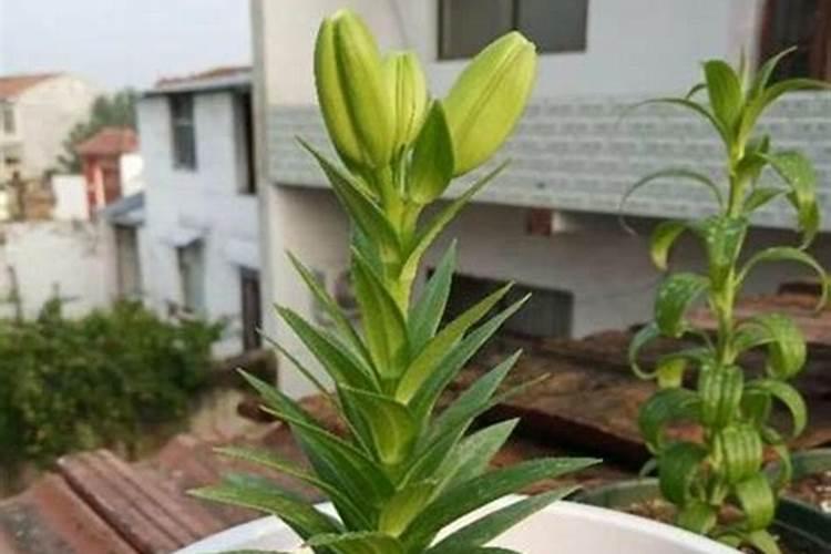 百合花苞打不开怎么回事