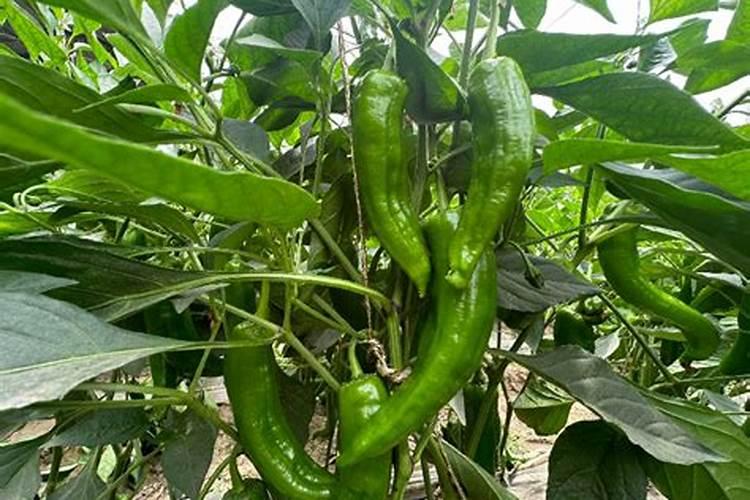 沙土地种植什么牌子的麦子合适？