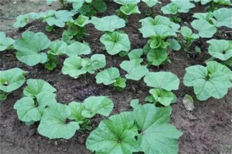 植物在什么阶段需要钾肥