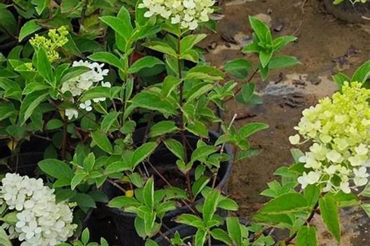 碳酸氢钠与明矾和盐在一起食用有毒吗？