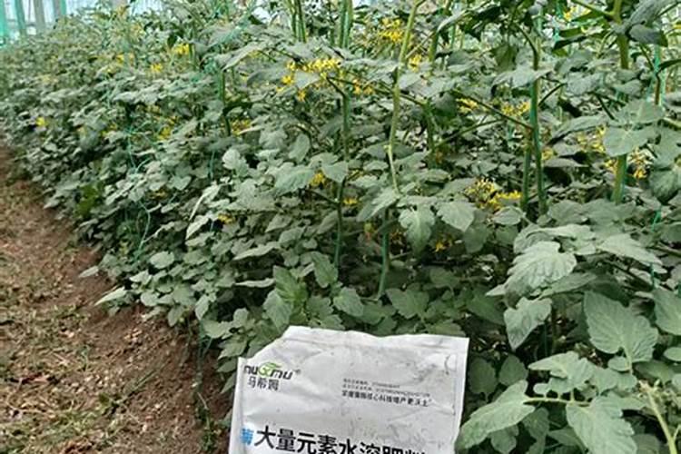 水溶肥执行标准是什么