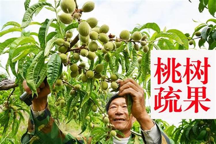 多肉最好的肥料是什么？