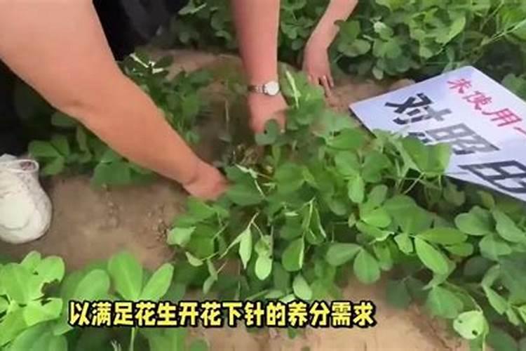 种植花生亩施多少复合肥最合适