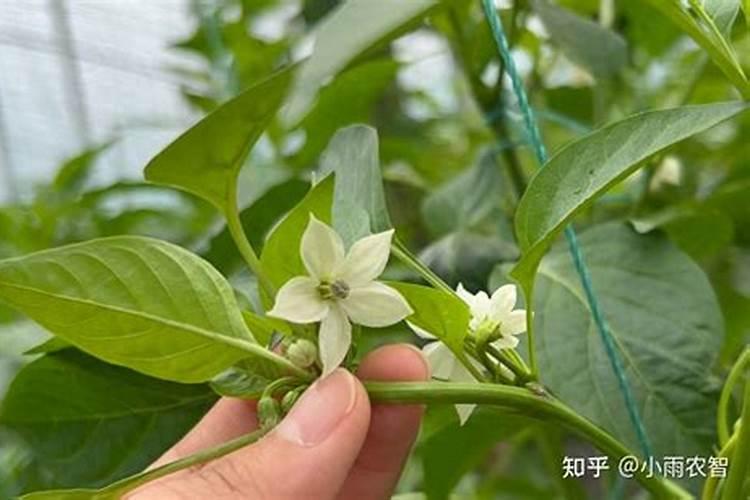 如何治疗植物叶斑病