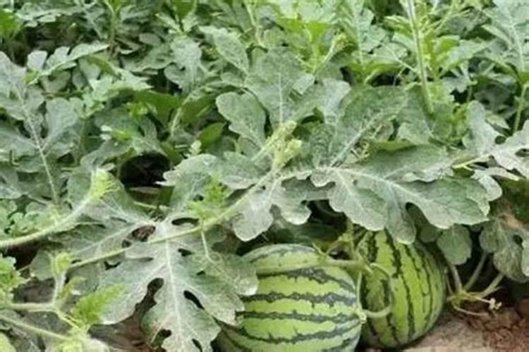 种菜要施什么肥料,怎样自制肥料