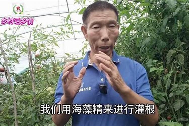 黄瓜如何正确施肥