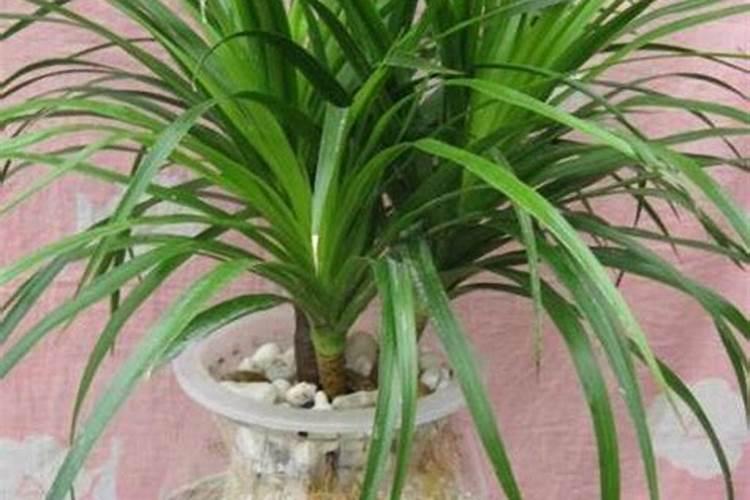 养兰花用什么肥料最好  促进兰花生根发芽的肥料