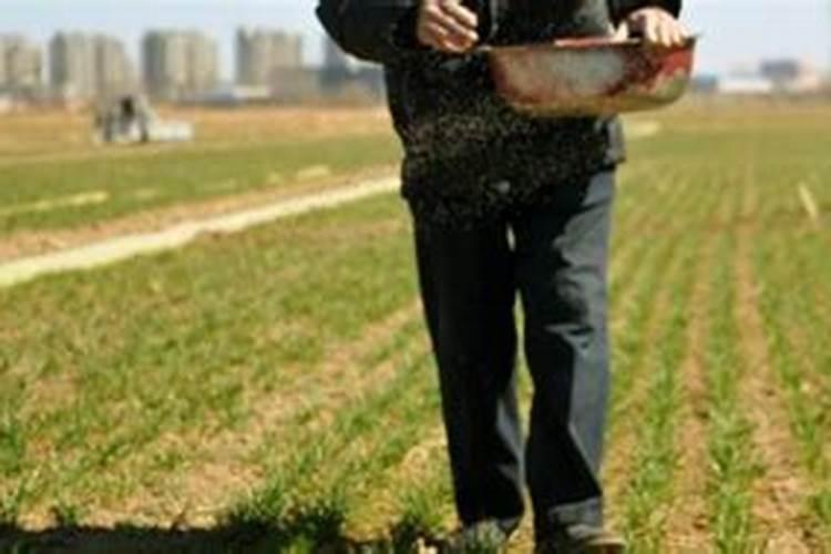 小麦底肥用二铵多少合适 二铵用4050斤