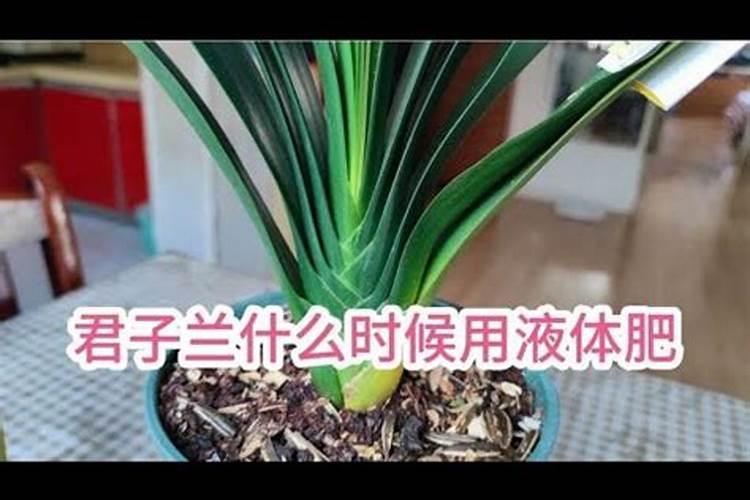 土豆最后一次施肥什么时候 如何追肥才能高产