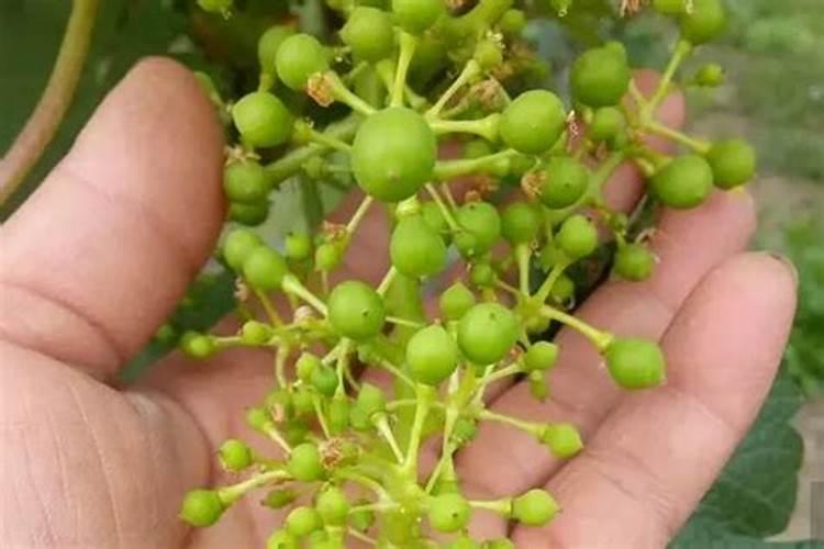 空心菜种子正确泡法