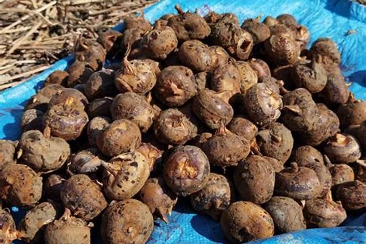 种植马蹄需要什么条件 种植荸荠需要什么样的环境条件