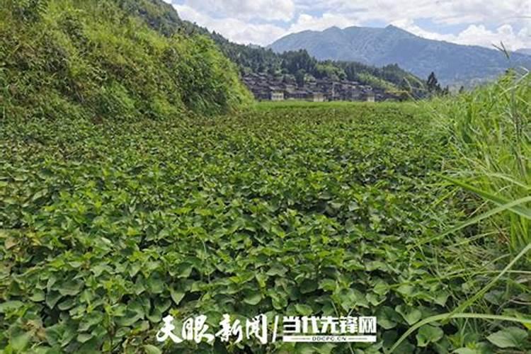 水溶肥十大名牌,摩力水溶肥效果极好