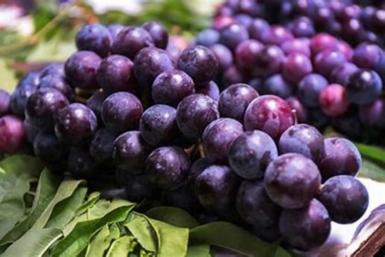 辣椒苗种下去焉了怎么办