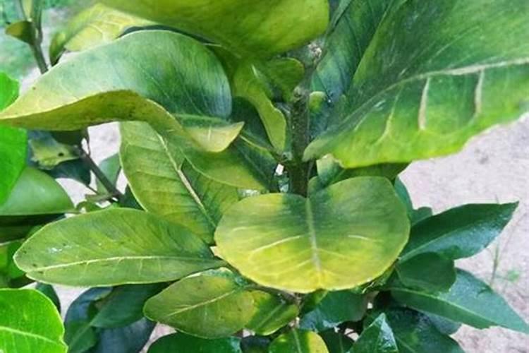 万年青的寓意与风水