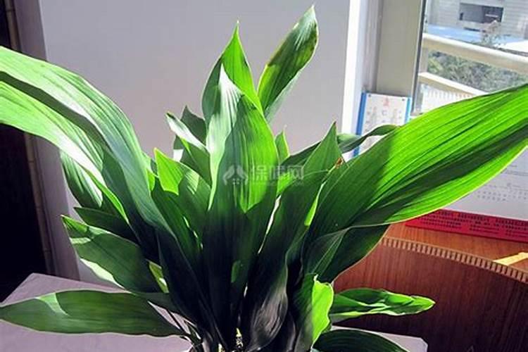 一叶兰施什么肥好