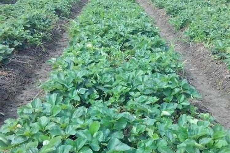 长寿花能用复合肥吗 长寿花可以用复合肥吗